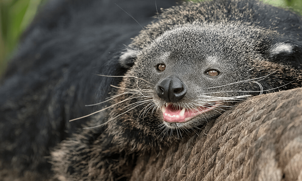 Binturong Jigsaw Puzzle - Fun for Kids and adults