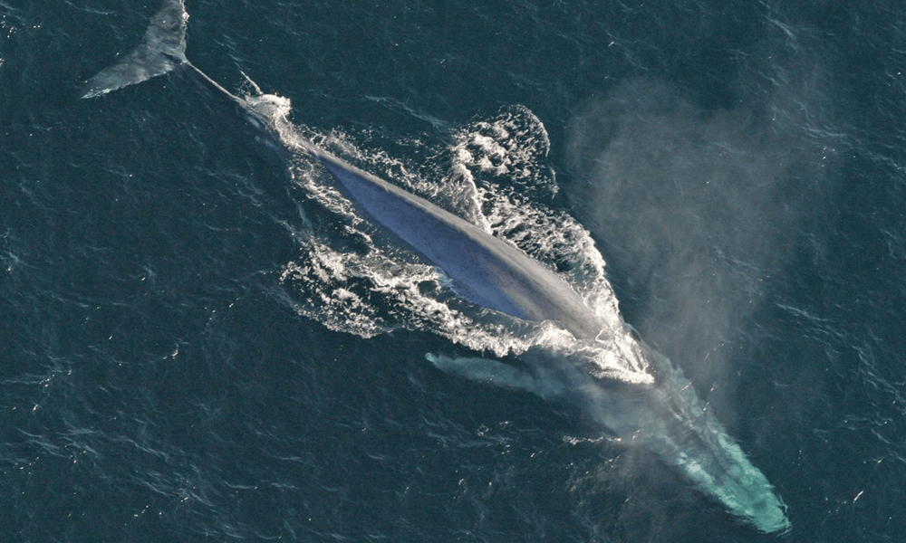 Blue Whales: An In-Depth Look at the Gentle Giants of the Sea