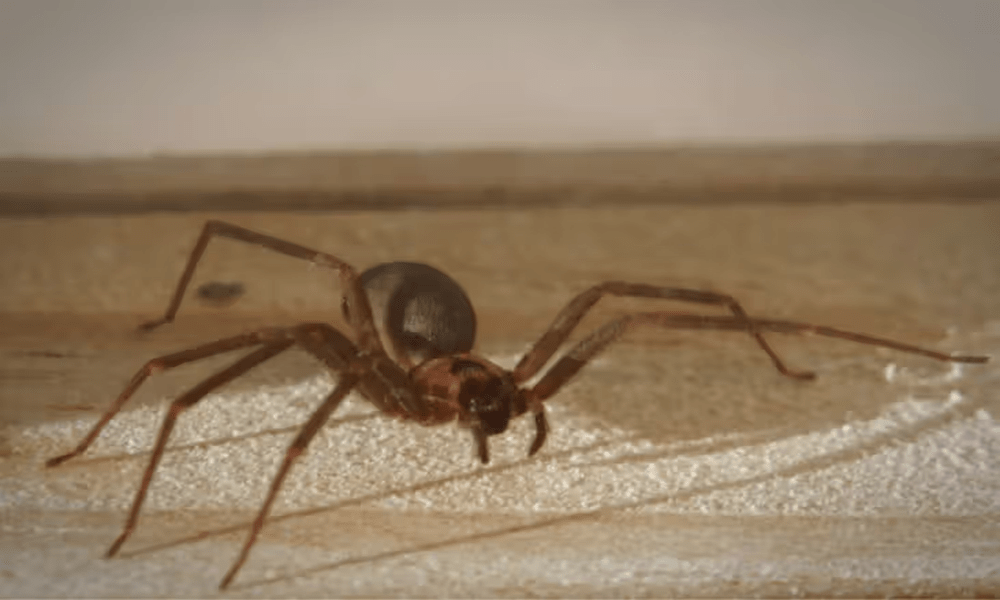 Brown recluse spider bite and symptoms