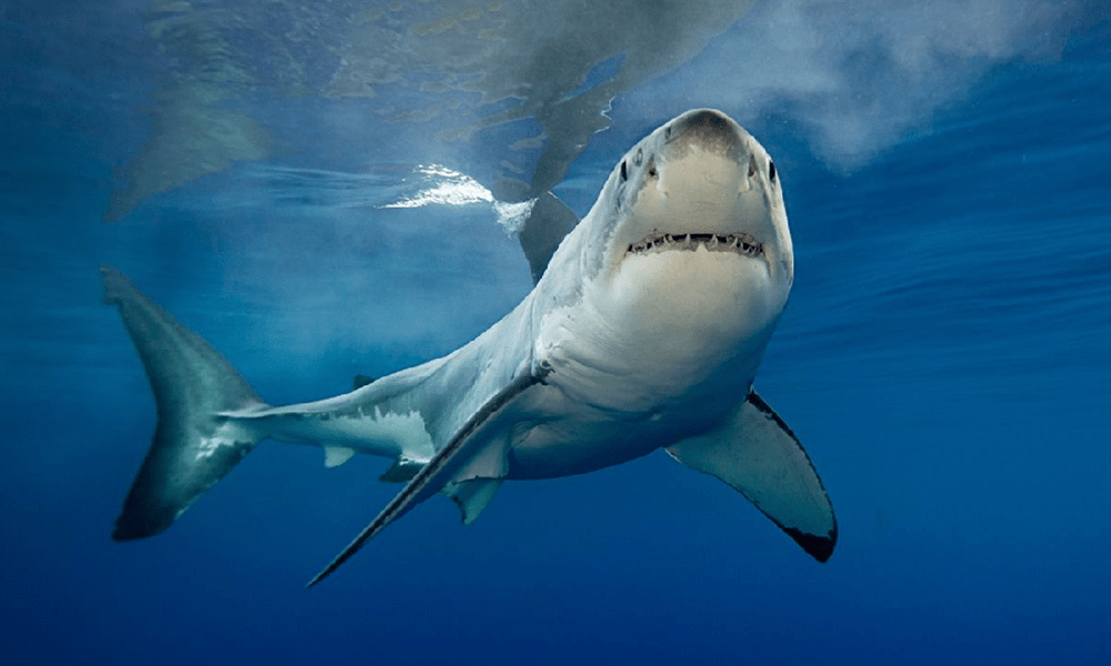 Amazing shark facts