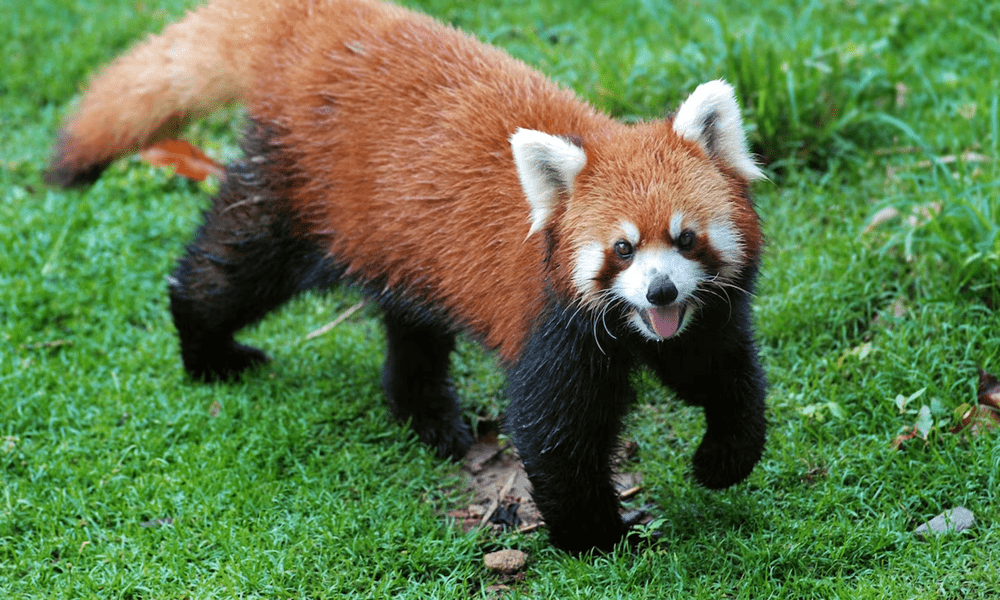 Online sliding puzzle on red panda